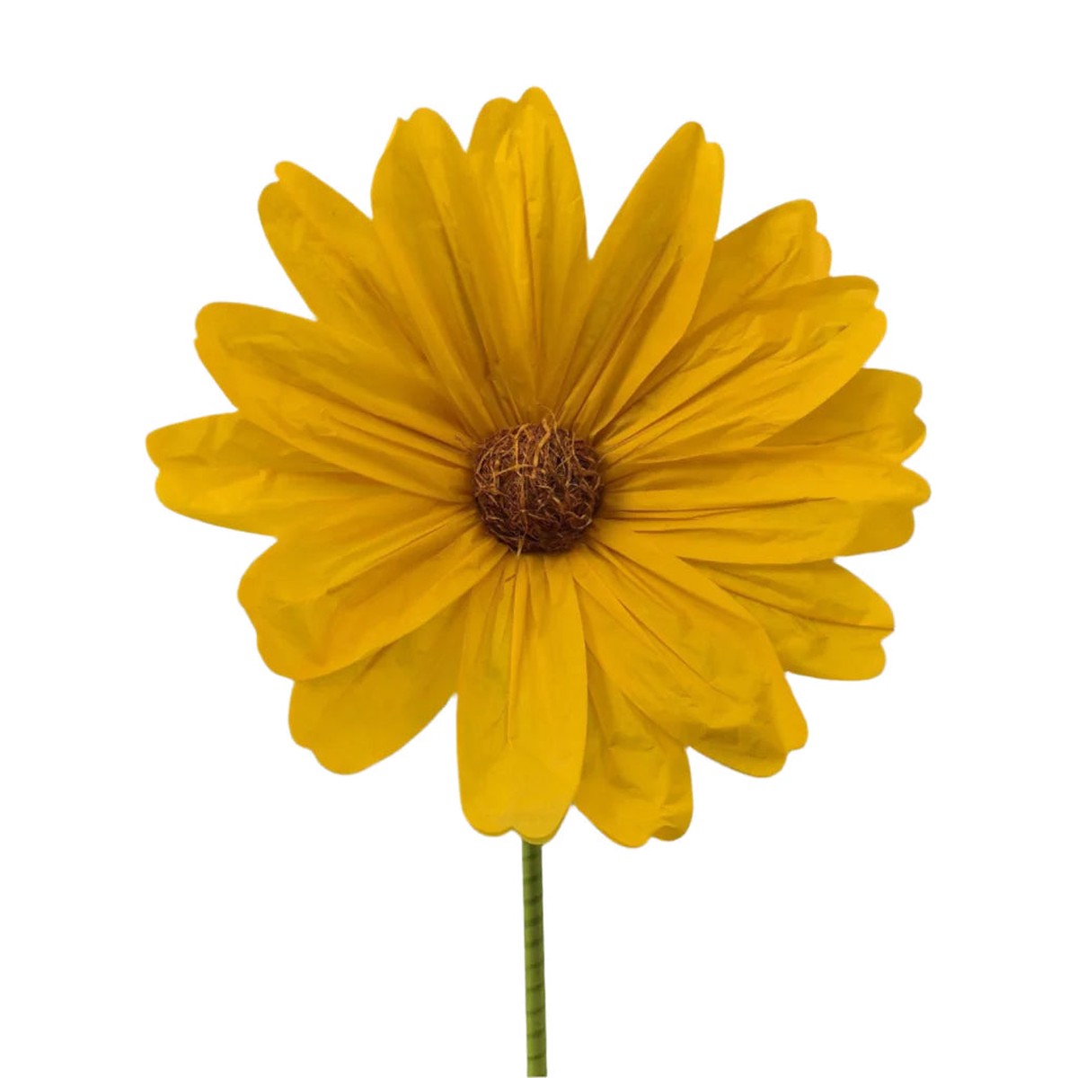 Giant Cosmos Spray, 5' (Orange)