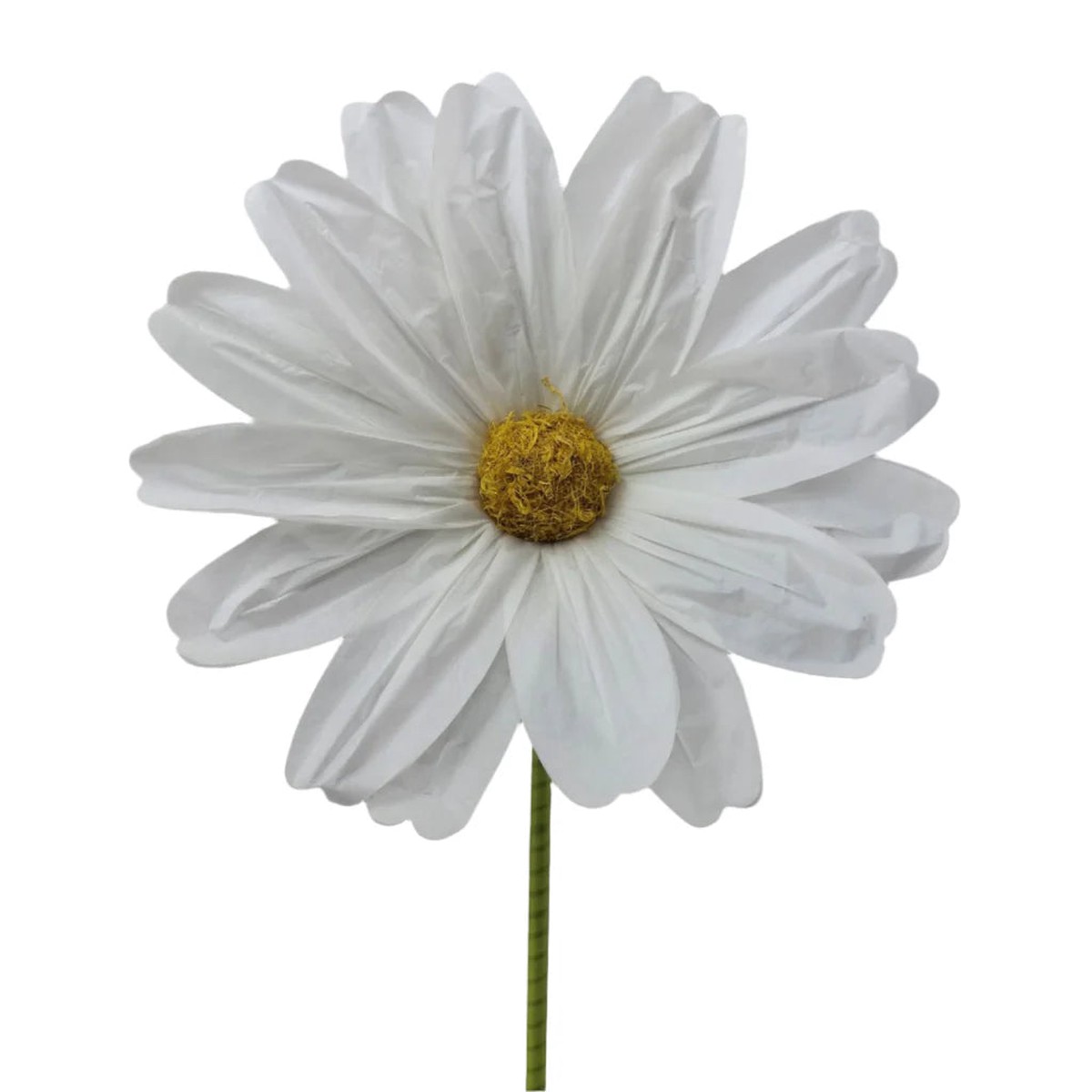 Giant Cosmos Spray, 5' (White)