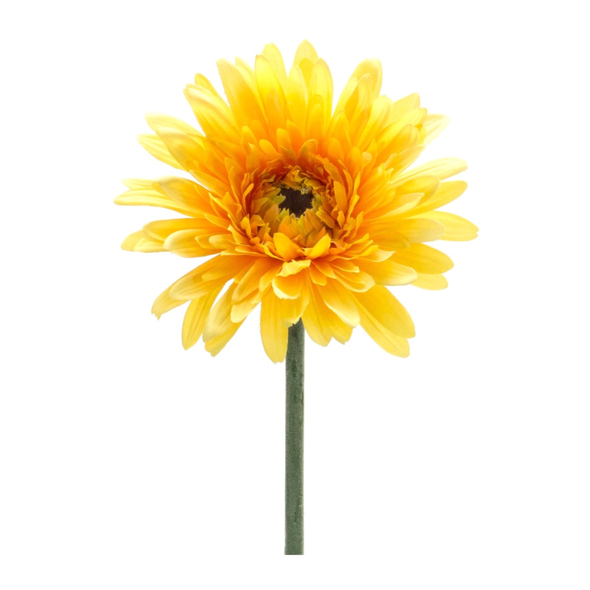 Gerbera Daisy Stem, 22H
