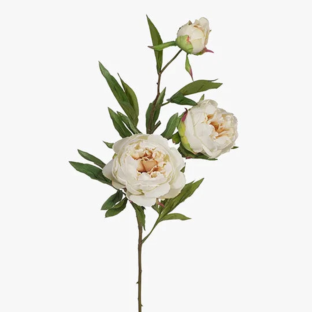Peony x3 Cream 74cml