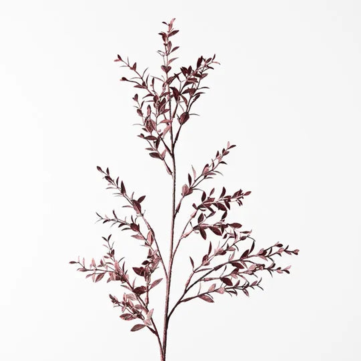 Ruscus Spray Plum 73cml