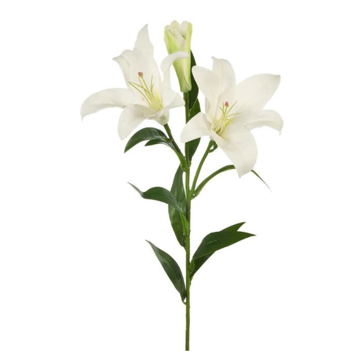 Lily Asiatic White 87cml