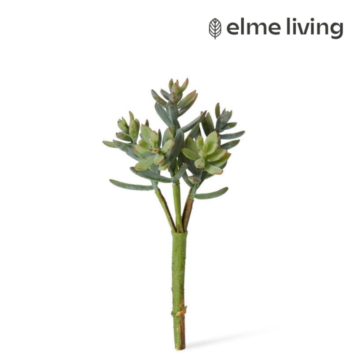 Sedum Nevii Pick Sage 10x10x17cm