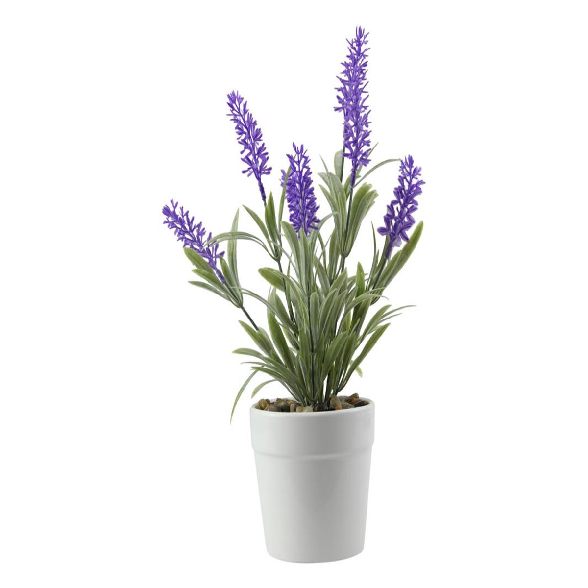25CM LAVENDER PLANT IN WHITE POT