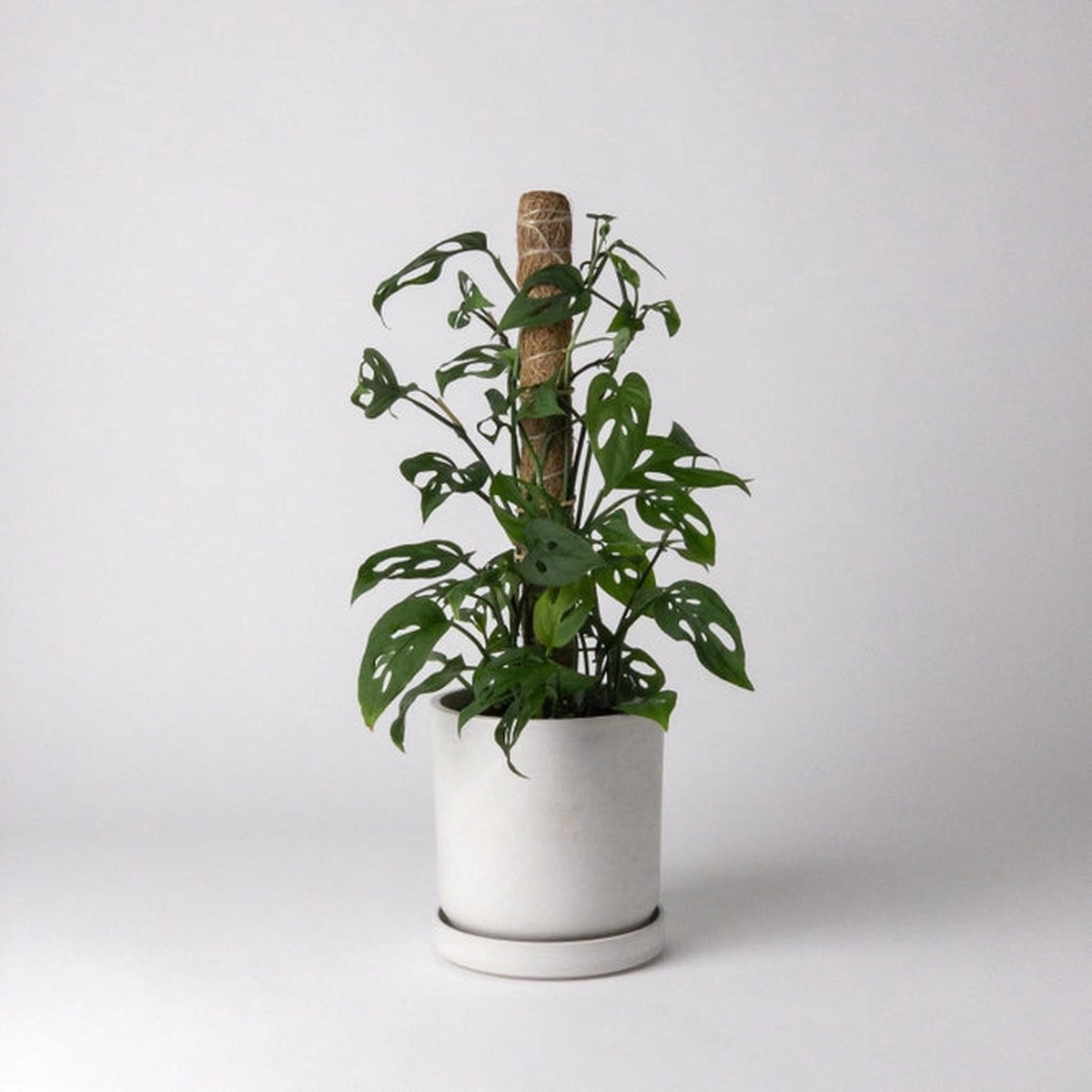 Small Coco Coir Pole for Plant Support